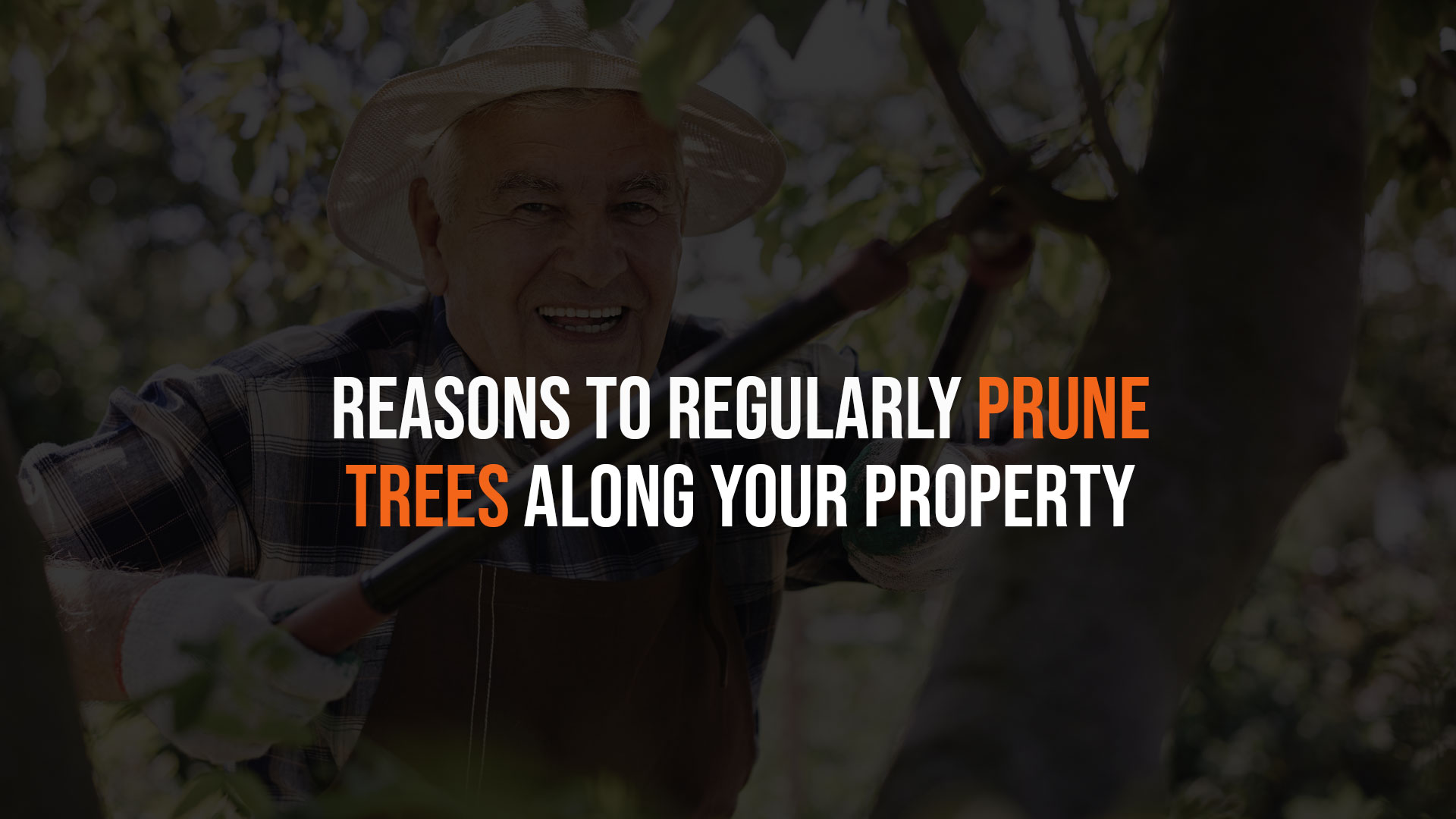 Reasons to Regularly Prune Trees along Your Property