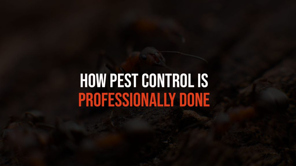 How Pest Control Is Professionally Done