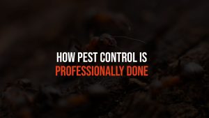 How Pest Control Is Professionally Done