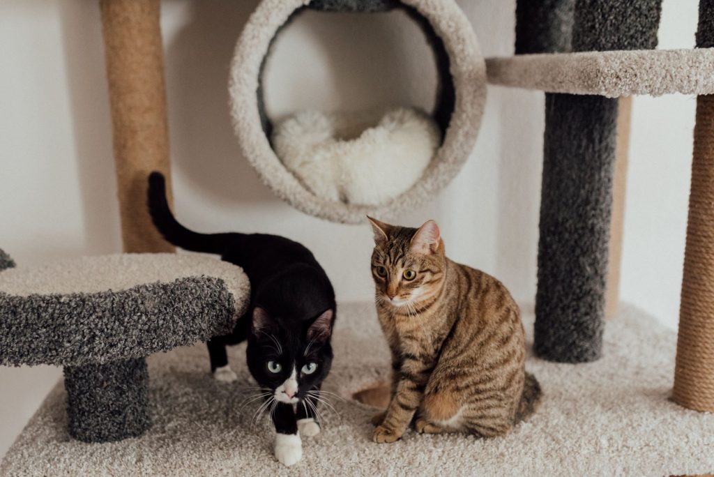 a photo of cats