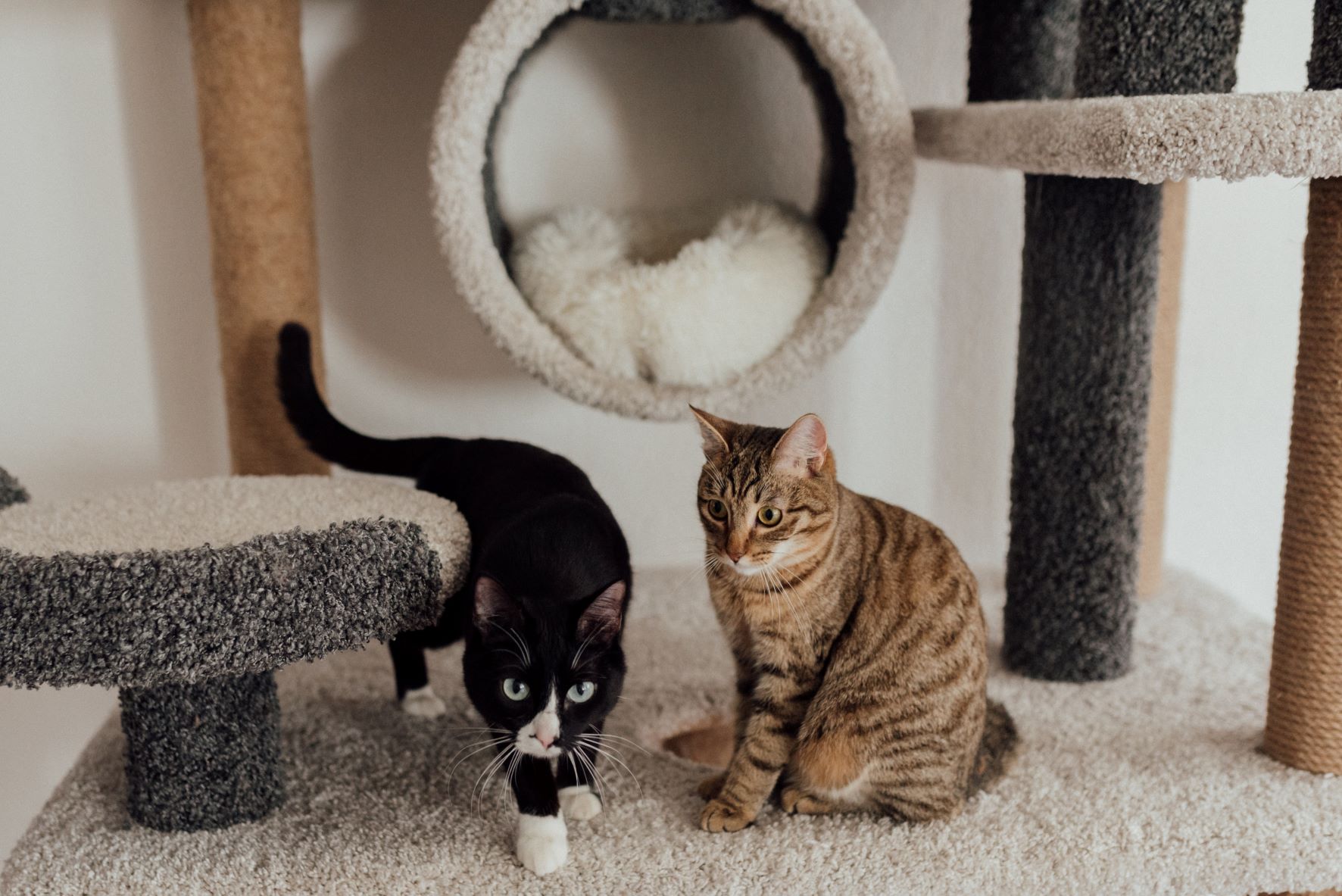 a photo of cats