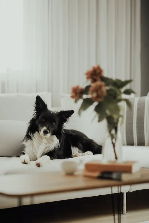 A border collie dog sitting on the couch with its head tilting.