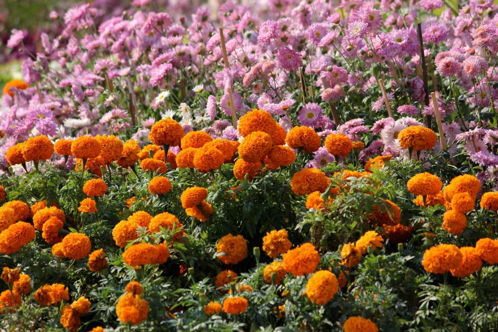 Orange and pink flowers