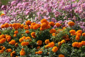 Orange and pink flowers